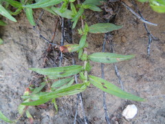 Persicaria prostrata