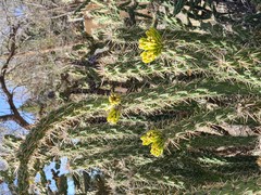 Cylindropuntia whipplei