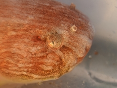 Liparis mucosus