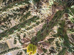 Cylindropuntia whipplei