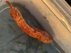 Liparis mucosus