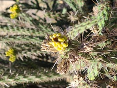 Cylindropuntia whipplei