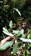 Pittosporum ralphii
