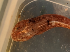 Liparis mucosus