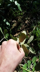 Pittosporum ralphii