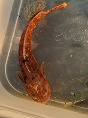 Liparis mucosus