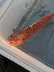 Liparis mucosus