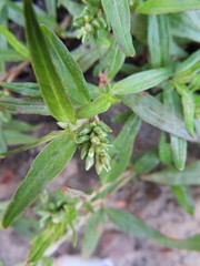 Persicaria prostrata