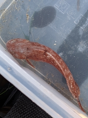 Liparis mucosus