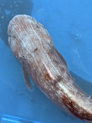 Liparis mucosus