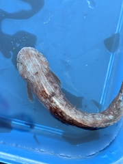 Liparis mucosus
