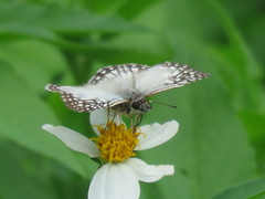 Lepidoptera