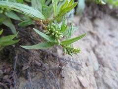 Persicaria prostrata