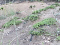 Persicaria prostrata