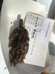 Strobilurus conigenoides