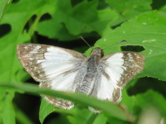 Lepidoptera