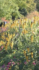 Senna didymobotrya
