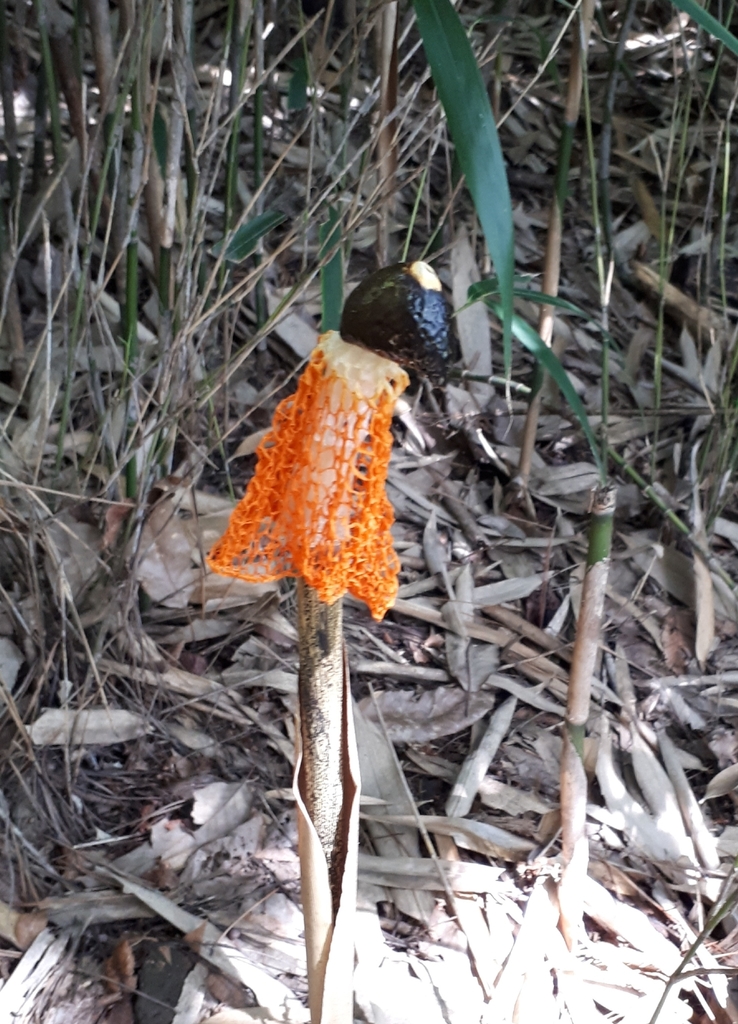 Phallus cinnabarinus