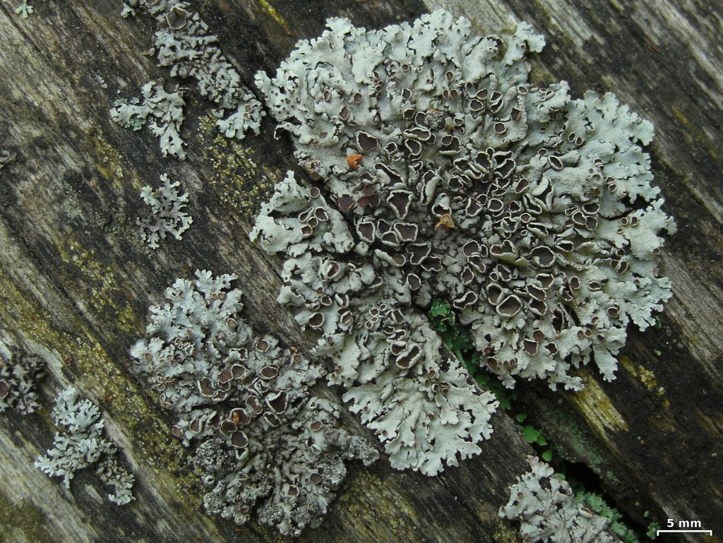 Imshaugia (Macrolichens Genera Of The Pacific Northwest ) · INaturalist