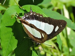 Polyura arja