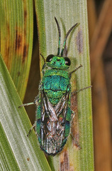 Chrysis conica