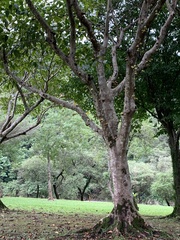 Ficus variegata garciae