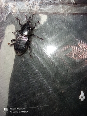 Odoiporus longicollis