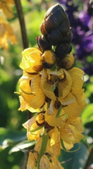 Senna didymobotrya