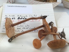 Laccaria trichodermophora