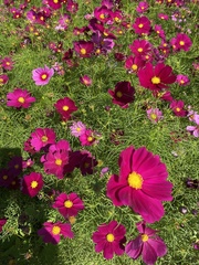 Cosmos bipinnatus