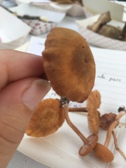 Laccaria trichodermophora