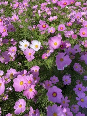 Cosmos bipinnatus