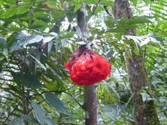Brownea grandiceps