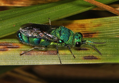 Chrysis conica