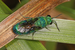 Chrysis conica