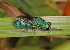 Chrysis conica