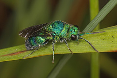 Chrysis conica