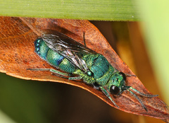 Chrysis conica