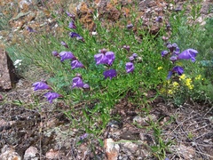 Dracocephalum peregrinum