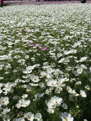 Cosmos bipinnatus
