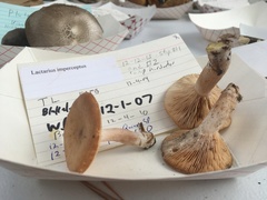 Lactarius imperceptus