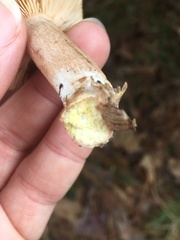 Lactarius imperceptus