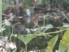 Argiope catenulata