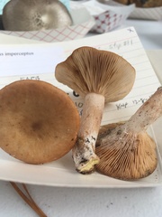 Lactarius imperceptus