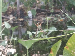 Argiope catenulata