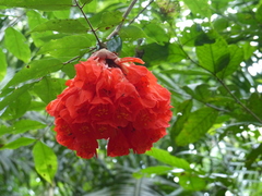 Brownea grandiceps