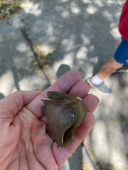 Magnoliopsida