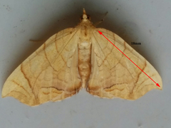 Eulithis gracilineata