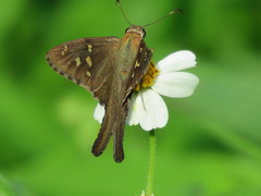 Lepidoptera