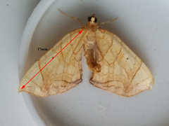 Eulithis gracilineata